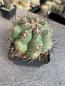 Preview: Thelocactus hexaedrophorus